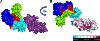 When <mark class="highlighted">DNA Polymerases</mark> Multitask: Functions Beyond Nucleotidyl Transfer